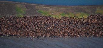 Zboruri deviate în Alaska, pentru a nu fi speriate morsele afectate de încălzirea globală
