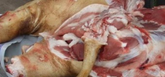 Aproape o tonă de carne de porc și 7 bovine, fără acte