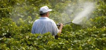 Practicile de utilizare a pesticidelor dezbătute în cadrul unui atelier de lucru
