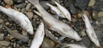 Sute de peşti morţi la malul Dunării. Comandamentul, convocat de urgenţă