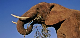 Descoperire majoră în România: strămoșul elefantului a trăit pe teritoriul județului Vaslui