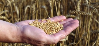 Seceta a redus producţia de grâu şi orz cu circa 30 la sută