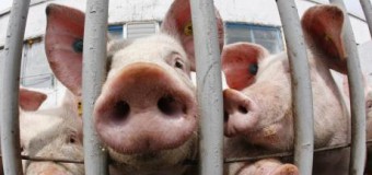 Ministrul Munteanu bate alarma: Riscăm să fim invadați și de „pesta porcină africană”