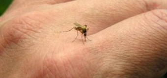 Alertă! 8 români au murit din cauza unei boli transmise de țânțari