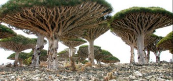 Insula Socotra, cel mai “extraterestru” loc de pe Terra