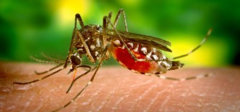 Al treilea caz de infectare cu virusul Zika, confirmat în România