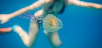 O fotografie care a devenit virală pe internet: Un pește înotând într-o meduză