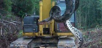 Descoperire-ŞOC! Cum arată anaconda lungă de 10 metri şi care cântăreşte 400 kg (FOTO)
