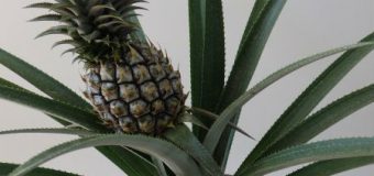 Cum să crești propriul ananas, în casă! Este foarte simplu! (FOTO)