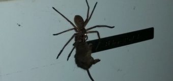 VIRAL. Imagini șocante cu un păianjen uriaș care trage după el un șobolan