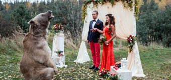 Nimeni nu s-a mai uitat la mire şi la mireasă! Un urs brun le-a „binecuvântat” nunta