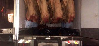 2 tone de carne transportată din raionul Anenii Noi pentru a fi comercializată în piața centrală din capitală, confiscată. Motivul!