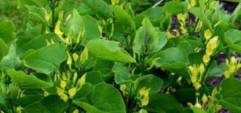 Cea mai PUTERNICĂ plantă medicinală din Moldova. Ce boli cumplite vindecă