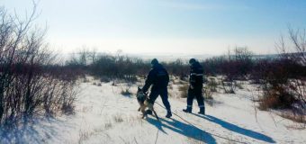 Hoți lihniți de foame! Au furat un porc și l-au mâncat în circa 30 de minute