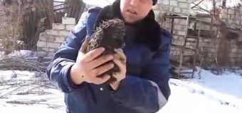 27 de ore de chin pentru un cățeluș! A căzut într-o groapă de 4 metri adâncime (Video)