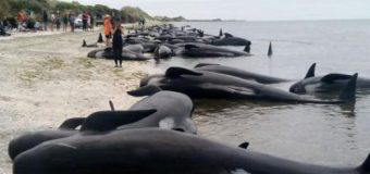 Imagini dramatice cu sute de balene care au eșuat în Noua Zeelandă