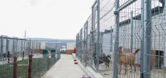 Centrul de plasament din Orhei pentru animalele fără stăpân își mărește capacitatea