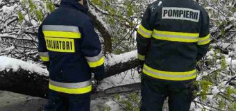 În mun. Chișinău: 320 cazuri de prăbușire a arborilor, în rezultat fiind deteriorate 65 automobile