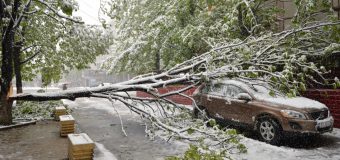 Situația actuală în Chișinău: Peste 300 de cazuri de rupturi de arbori sau crengi pe străzi sau în cartierele locative