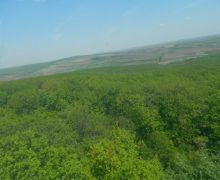 Aprobat de guvern: Despăgubirea pentru tăierea ilegală a unui arbore variază între 95 și 2230 de lei