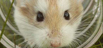 Ca-n comedii. Și-a dus hamsterul la veterinar pentru că nu se mișcase 3 zile. Râzi când afli de ce