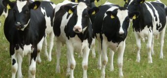 5.000 de vaci vor fi „deportate” în Siberia din cauza conflictului Rusia-UE