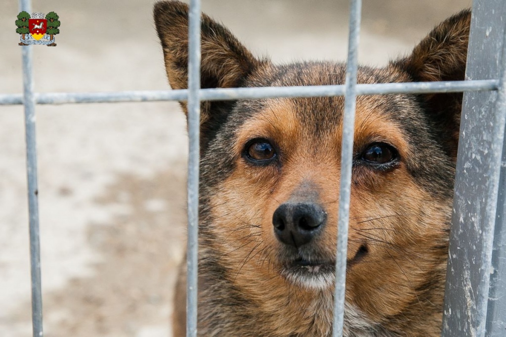 Centrul de Plasament pentru animalele fără stăpân din Orhei se extinde! Primarul Șor a dispus construcția a încă 200 de m.p. de adăpost