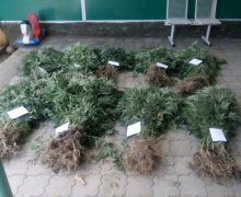 Doi bărbați – cercetați pentru circulația ilegală a drogurilor. Au fost depistate plante de cânepă, cânepă uscată mărunțită, ustensile pentru mărunțit