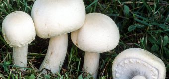 Atenție, pericol sporit de intoxicare cu ciuperci! Numărul otrăvirilor este în creștere