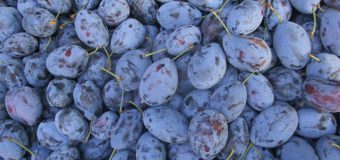 Peste 3 400 tone de prune moldovenești au ajuns în 11 țări ale lumii