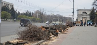 Mâine, în Chișinău vor avea loc lucrări de curățare a arborilor. Vezi pe ce străzi