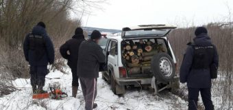 Doi cetățeni moldoveni, surprinși în timp ce defrișau ilegal arbori la frontieră