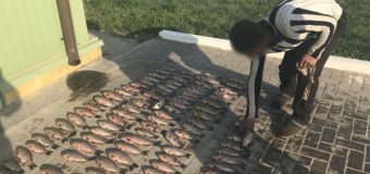 Aproape 50 kg de pește, prins în apele de frontieră, în perioada de prohibiție