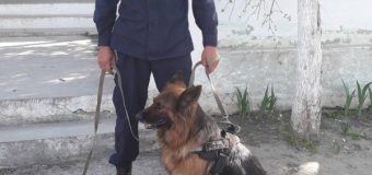 Câinele Țeia – patrupedul Poliției de Frontieră, pe urmele unui infractor