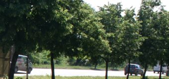 Activitatea agenților economici din Parcul „Râşcani” va fi suspendată. Detalii