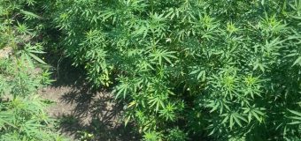 3 000 plante de cânepă pe un teren agricol. Ce au întreprins polițiștii!