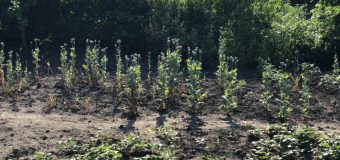 „Operaţiunea “MAC 2018”: Un bărbat creștea cannabis, o femeie creștea mac