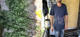 Operațiunea „Mac-2018”. Plante de cannabis în ograda unui bărbat din Chișinău