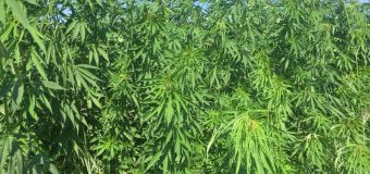 Peste 7 mii plante de cânepă, depistate de Poliția Capitalei