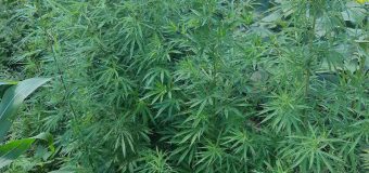 Plante de cânepă, într-un lan cu floarea soarelui