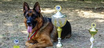 Trei echipe canine ale Poliției de Frontieră, premiate în Bulgaria