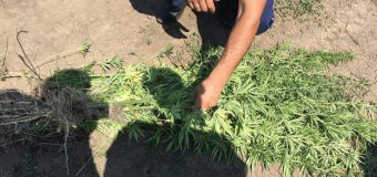 Încă un teren agricol cultivat cu plante de cânepă