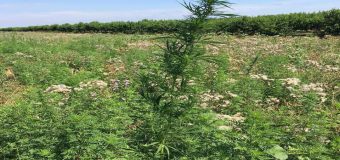 Poliția Capitalei despre cazurile de cultivare a plantelor cu conţinut narcotic, în 2018