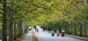 Un complex sportiv cu iluminat nocturn va fi amenajat în Parcul „Valea Trandafirilor”. Iată planul!