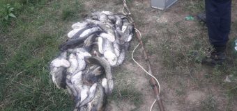 În zona de responsabilitate a SP de Frontieră Cahul s-au desfășurat mai multe acțiuni pe linia prevenirii și combaterii braconajului piscicol