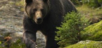 Trei turişti s-au urcat într-un copac, de frica unui urs pe care l-au întâlnit în Munţii Bucegi