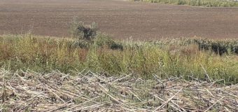 3,5 ari cu plante de cânepă au fost depistate la frontiera de est