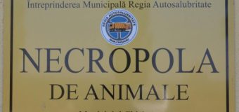 În Chișinău va fi instituit un Centru pentru îngrijirea câinilor maidanezi