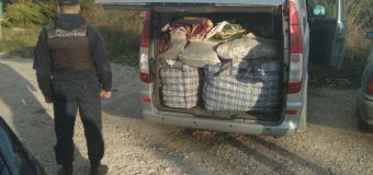 Un lot de plante urma să ajungă ilegal în Ucraina