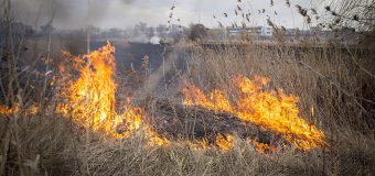 Circa 120 ha de vegetație distrusă pe teritoriul R. Moldova, în urma focarelor de ardere